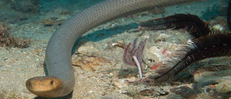укус морской змеи