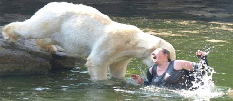 укусил белый медведь